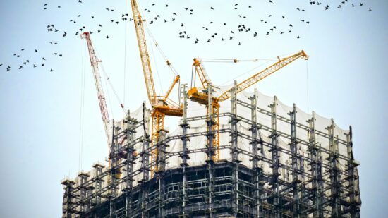 Construction site birds